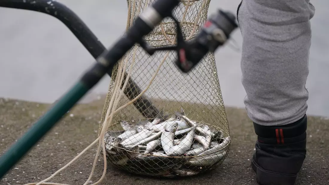 Eine Reuse mit zahlreichen Heringen steht neben einem Angler im Kieler Hafenbecken. (Archivbild) - Bild: Marcus Brandt/dpa