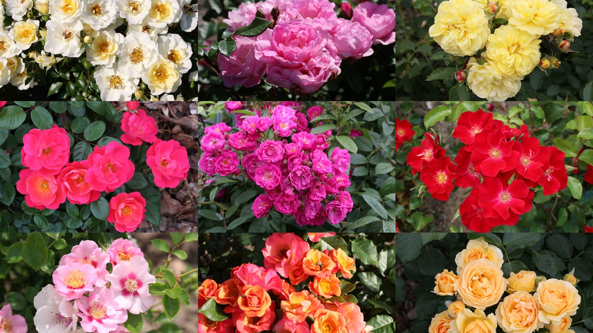 ADR-Rosen 2024: Neun Sorten erhalten das begehrte Gütezeichen - Foto: presseportal.de