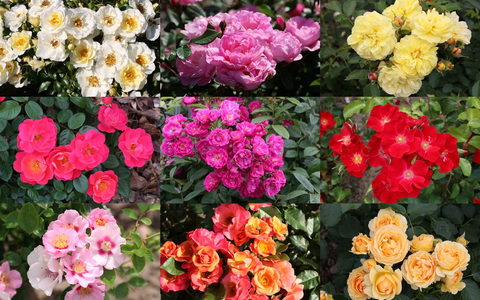 ADR-Rosen 2024: Neun Sorten erhalten das begehrte Gütezeichen - Foto: presseportal.de