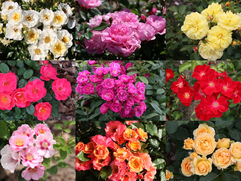 ADR-Rosen 2024: Neun Sorten erhalten das begehrte Gütezeichen - Foto: presseportal.de