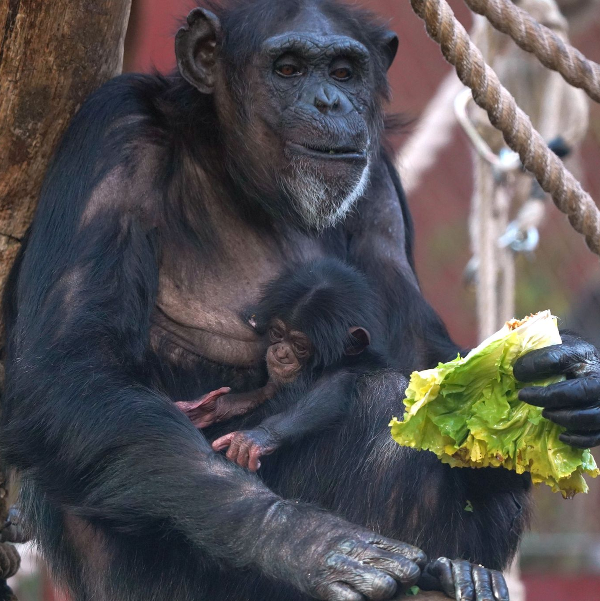 Der Geburtskanal ist auch bei Schimpansen eng (Archivbild)  - Foto: Zoom Erlebniswelt/dpa
