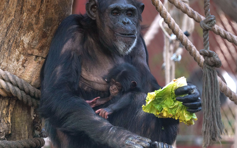 Der Geburtskanal ist auch bei Schimpansen eng (Archivbild)  - Foto: Zoom Erlebniswelt/dpa