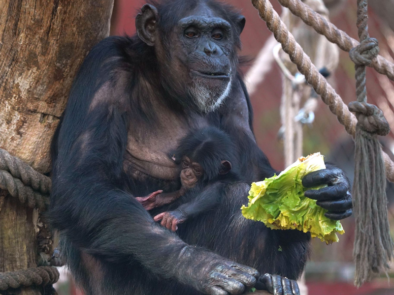 Der Geburtskanal ist auch bei Schimpansen eng (Archivbild)  - Foto: Zoom Erlebniswelt/dpa