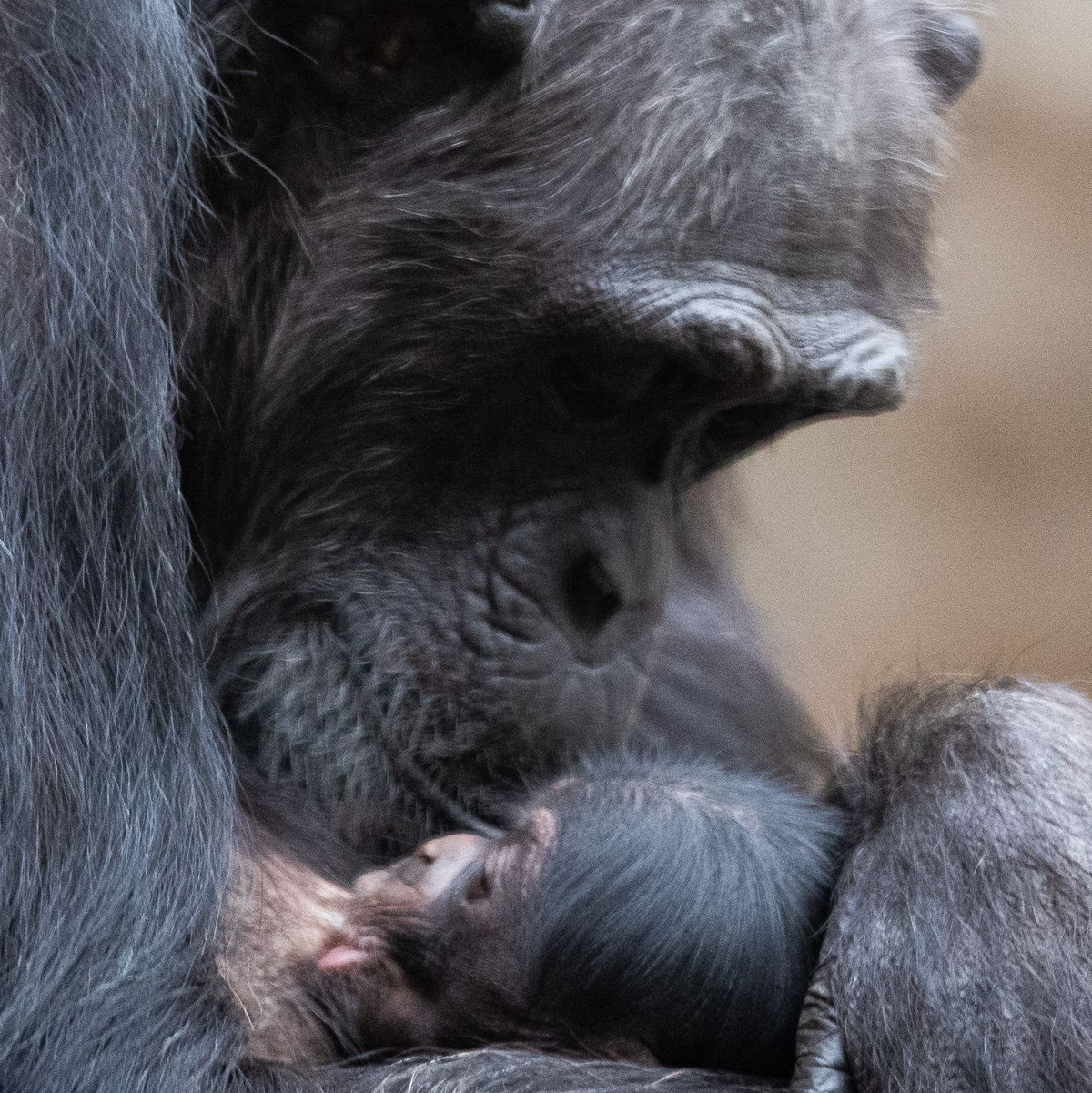 Nicht der aufrechte Gang führte ind er Evolution dazu, dass zu schweren  - Foto: Friso Gentsch/dpa