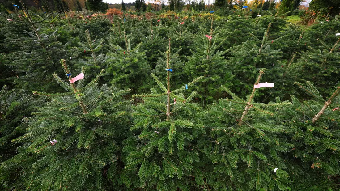 Bundesweit werden dem Verband zufolge jährlich zwischen 23 und 25 Millionen Weihnachtsbäume verkauft. (Archivfoto) - Bild: Karl-Josef Hildenbrand/dpa
