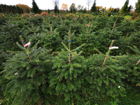 Bundesweit werden dem Verband zufolge jährlich zwischen 23 und 25 Millionen Weihnachtsbäume verkauft. (Archivfoto) - Foto: Karl-Josef Hildenbrand/dpa