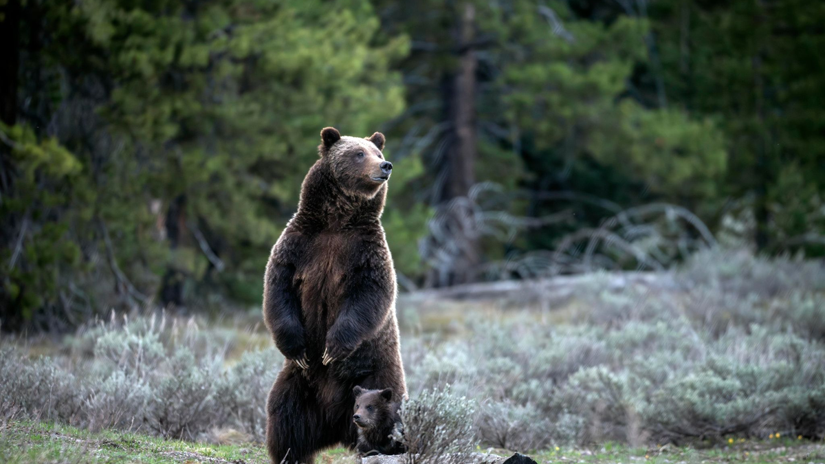 Menschen aus aller Welt reisten nach Wyoming, um die Bärin und ihren Nachwuchs zu Gesicht zu bekommen. - Foto: C. Adams/Grand Teton National Park/AP/dpa