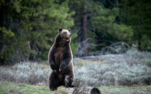 Menschen aus aller Welt reisten nach Wyoming, um die Bärin und ihren Nachwuchs zu Gesicht zu bekommen. - Foto: C. Adams/Grand Teton National Park/AP/dpa