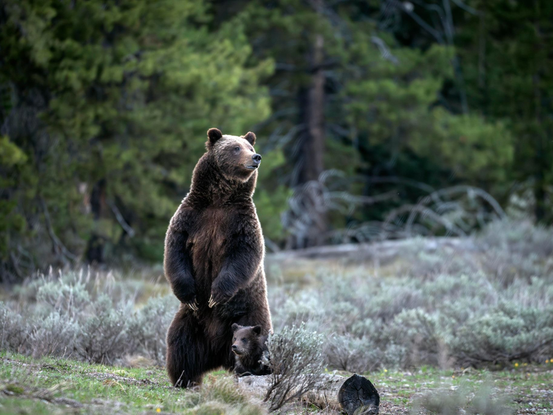 Menschen aus aller Welt reisten nach Wyoming, um die Bärin und ihren Nachwuchs zu Gesicht zu bekommen. - Foto: C. Adams/Grand Teton National Park/AP/dpa