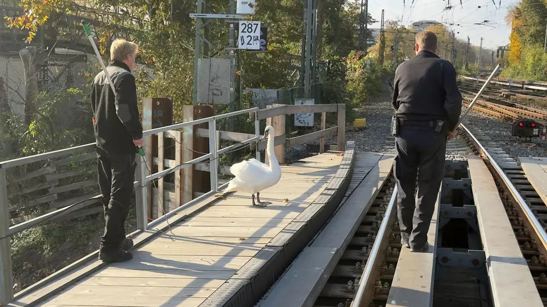 BPOL-HH: Schwan aus dem Gleisbereich gerettet - Bild: presseportal.de