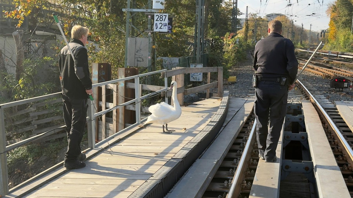 BPOL-HH: Schwan aus dem Gleisbereich gerettet - Foto: presseportal.de