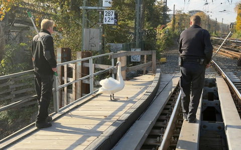 BPOL-HH: Schwan aus dem Gleisbereich gerettet - Foto: presseportal.de