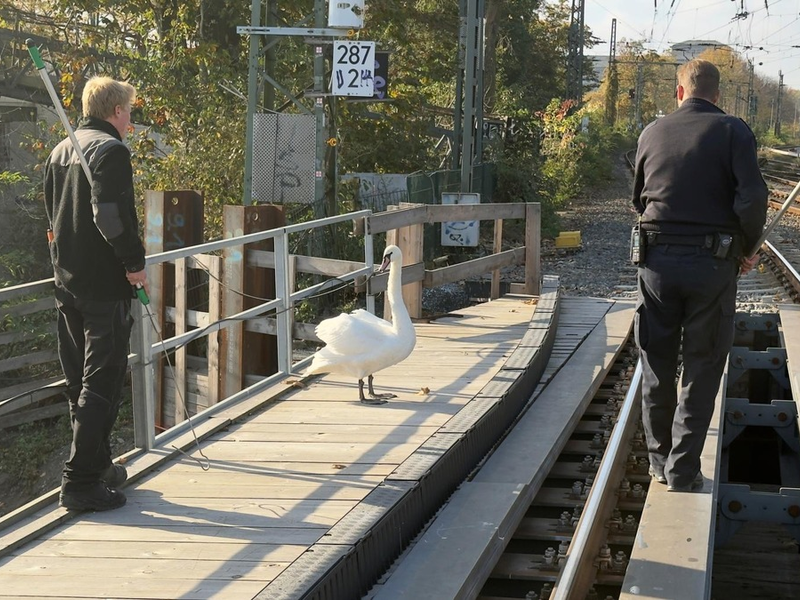 BPOL-HH: Schwan aus dem Gleisbereich gerettet - Foto: presseportal.de