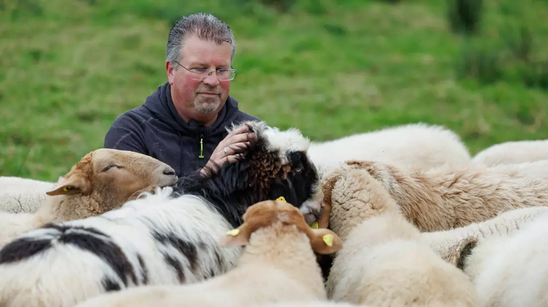 Schäfer Michael Stücke kam zufällig zur Schäferei, als er mit drei Schafen für ein gepflügtes Feld bezahlt wurde (Foto aktuell). - Bild: Friso Gentsch/dpa