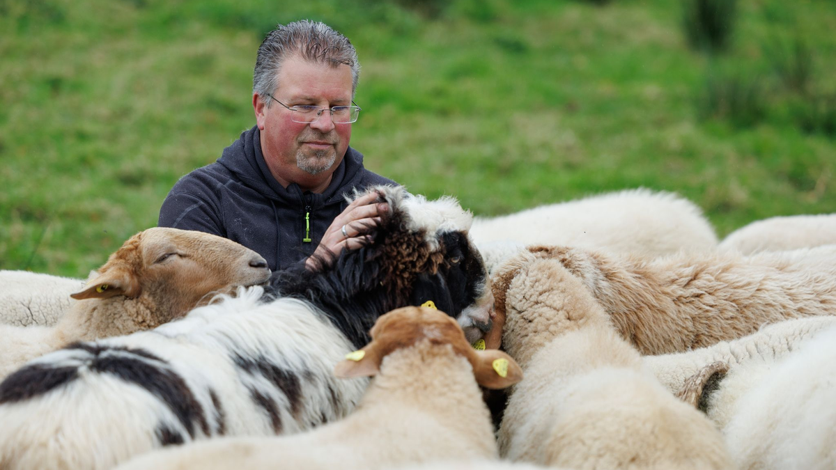 Schäfer Michael Stücke kam zufällig zur Schäferei, als er mit drei Schafen für ein gepflügtes Feld bezahlt wurde (Foto aktuell). - Foto: Friso Gentsch/dpa