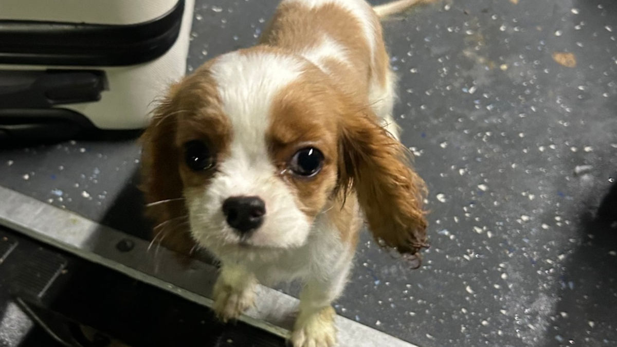 HZA-SI: ZOLL entdeckt geschmuggelten Hundewelpen - Foto: presseportal.de