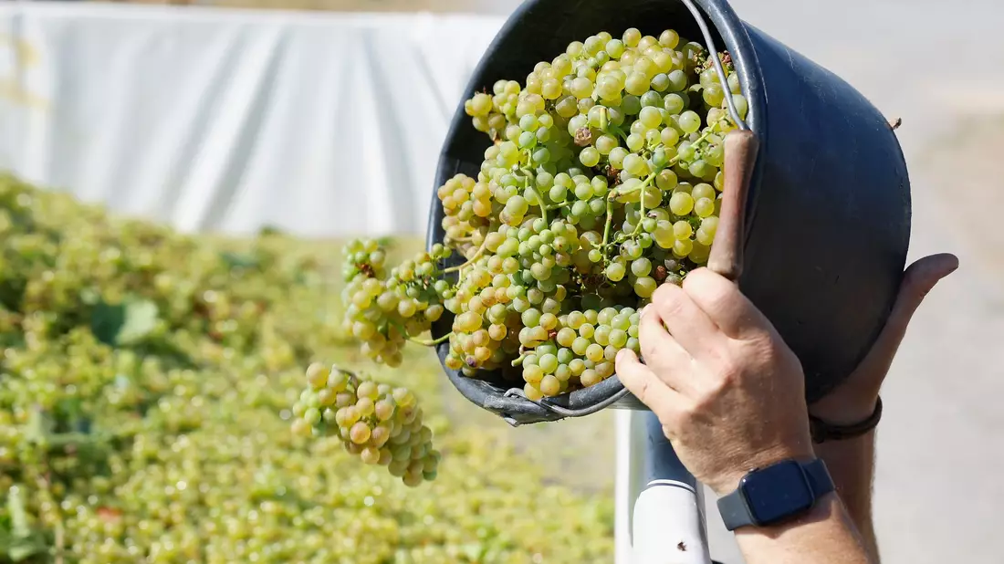 Der Weinbau ist in der Krise. (Archivbild) - Bild: Heiko Becker/dpa