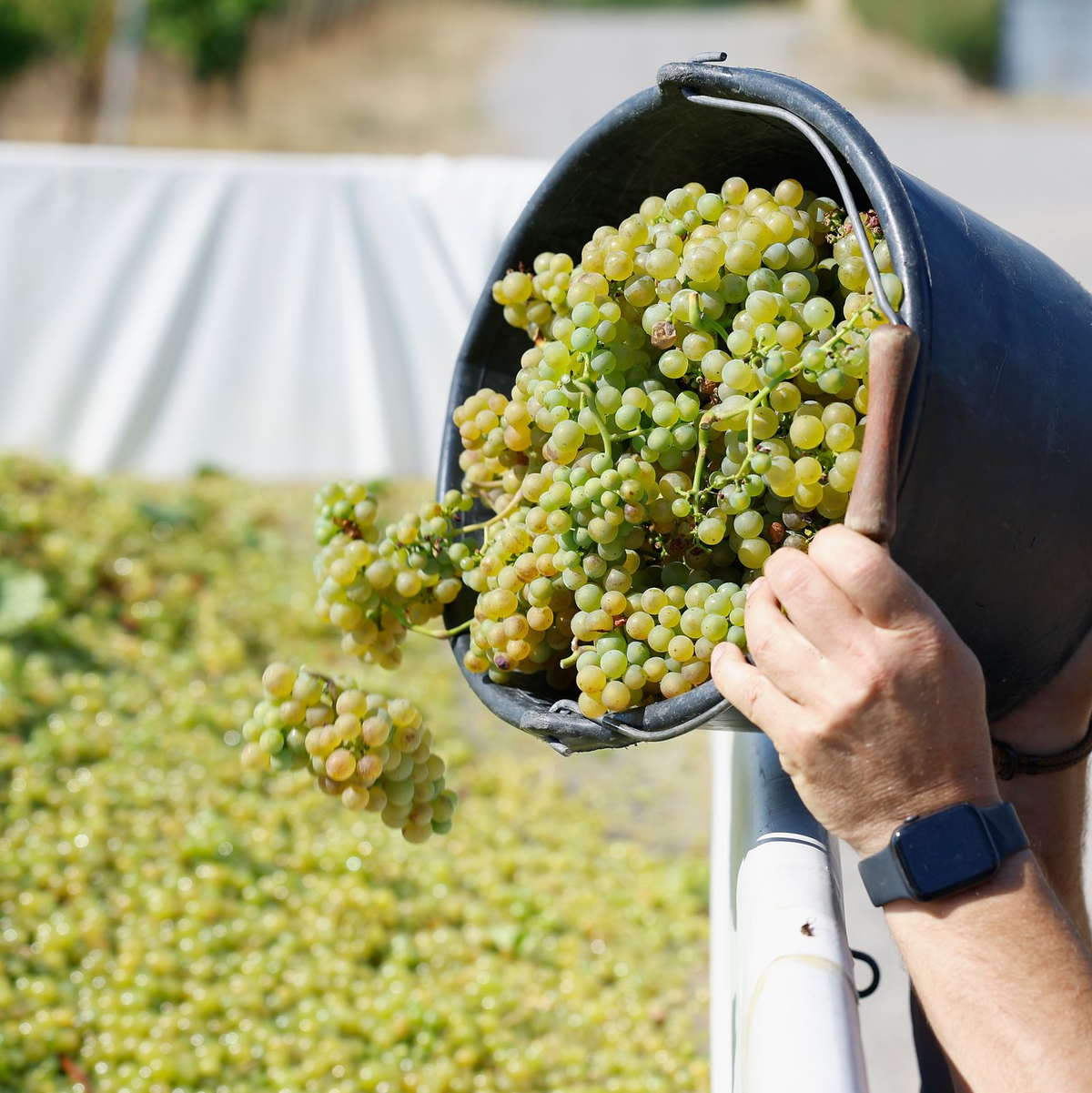 Der Weinbau ist in der Krise. (Archivbild) - Foto: Heiko Becker/dpa