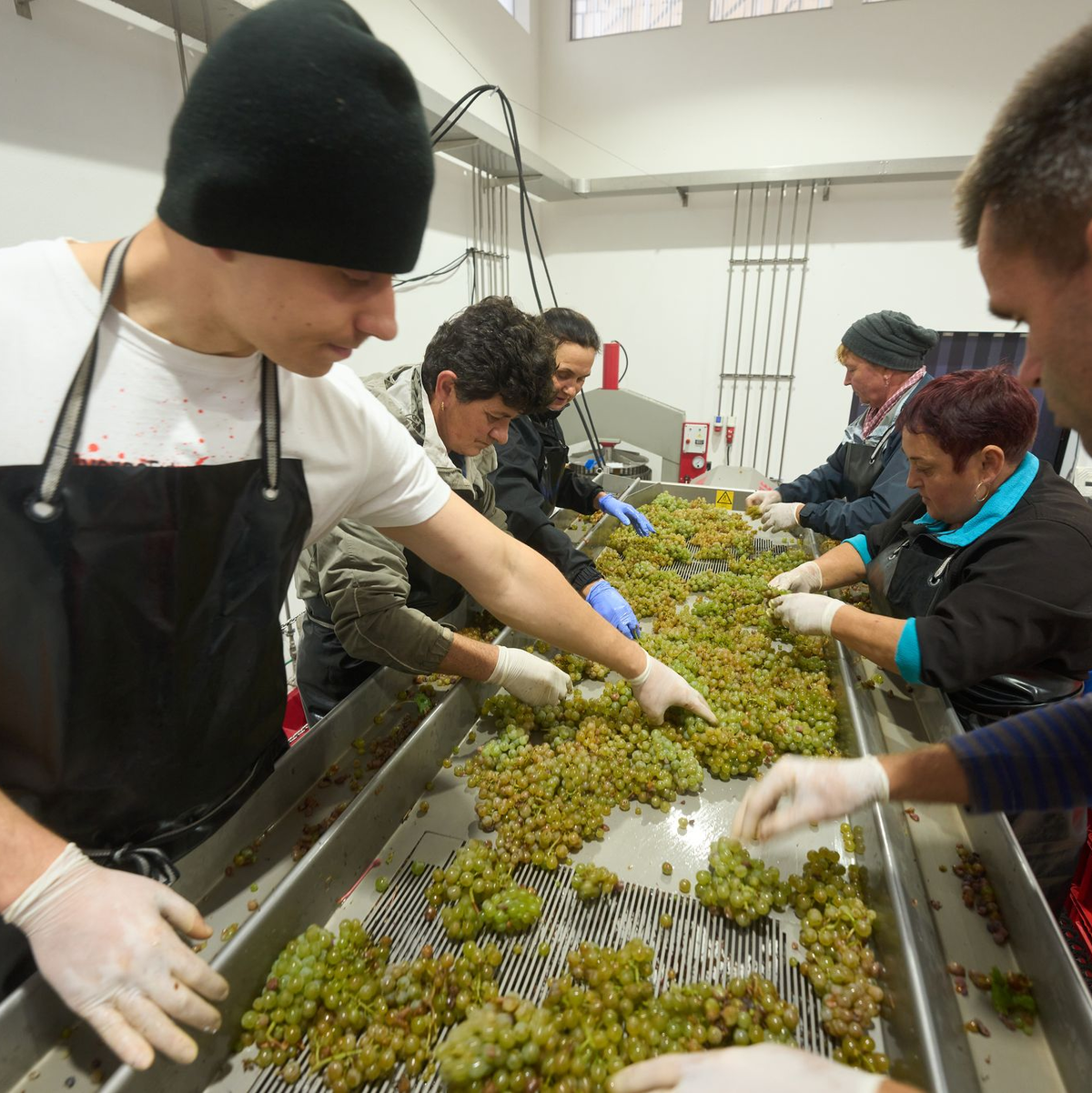Die Weinlese fällt 2024 so gering aus wie seit Jahren nicht. (Archivbild) - Foto: Thomas Frey/dpa