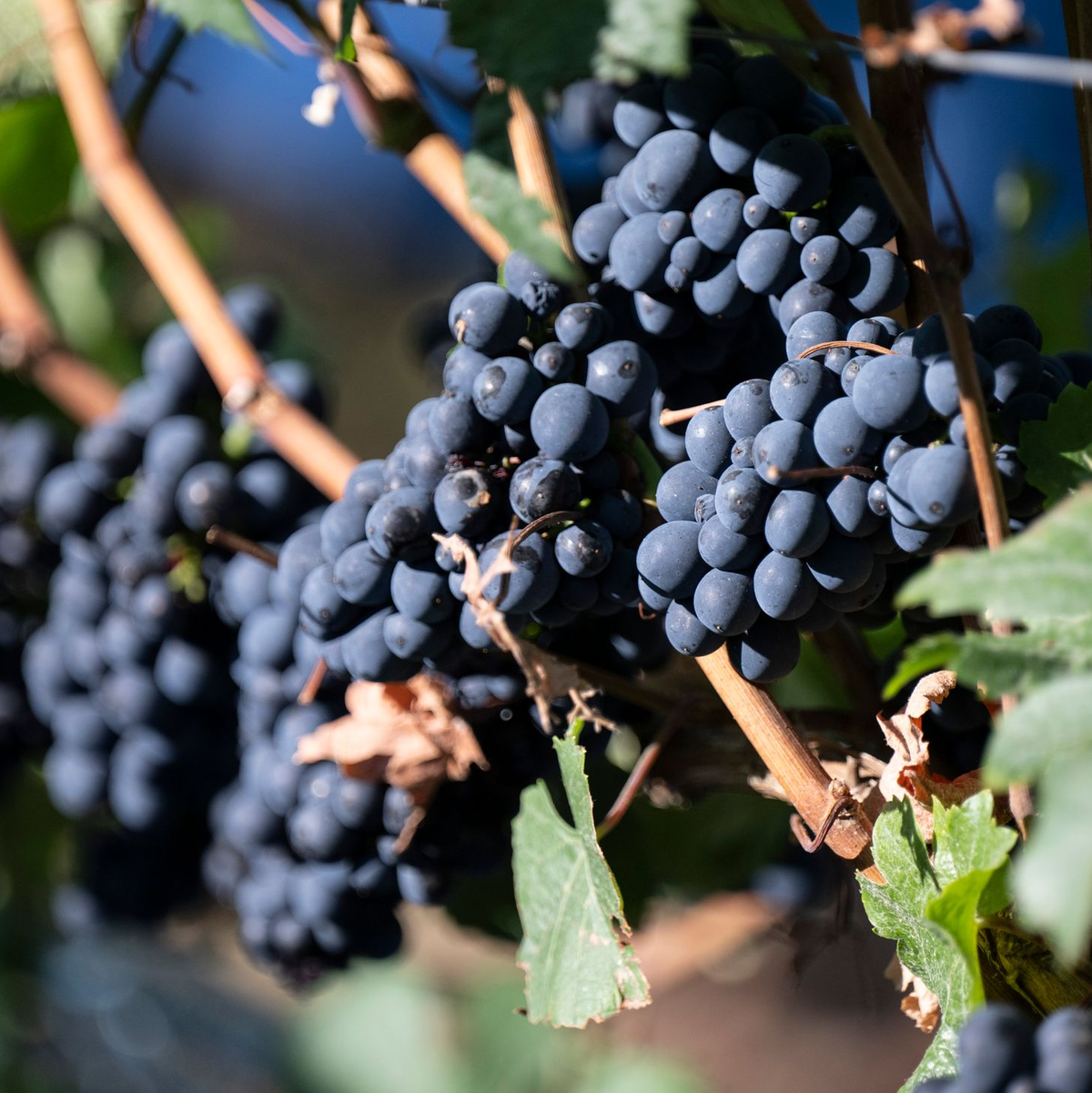 Die Ahr ist nach Sachsen und Saale-Unstrut am stärksten von den wetterbedingten Ernteeinbußen betroffen. (Archivbild) - Foto: Boris Roessler/dpa