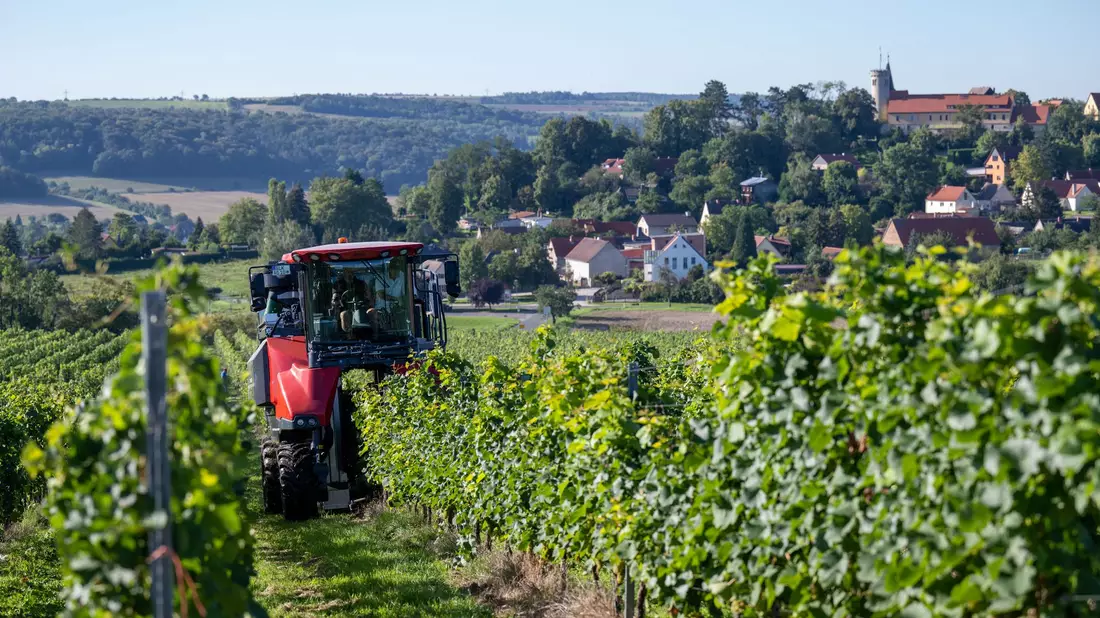 Höhere Kosten und weniger Wein-Trinker. Die Branche ist in der Krise. (Archivbild)  - Bild: Hendrik Schmidt/dpa