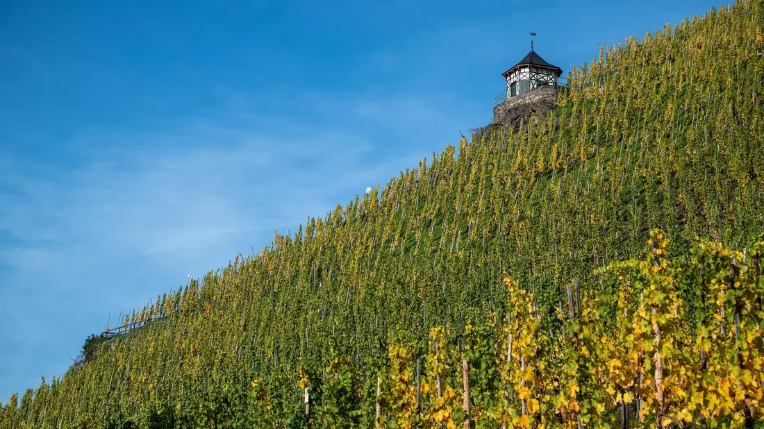 Die Grassroots-Kampagne Vitaevino verweist auf die Bedeutung von Wein als kulturelles Erbe und ländlicher Identität. (Archivbild) - Bild: Harald Tittel/dpa