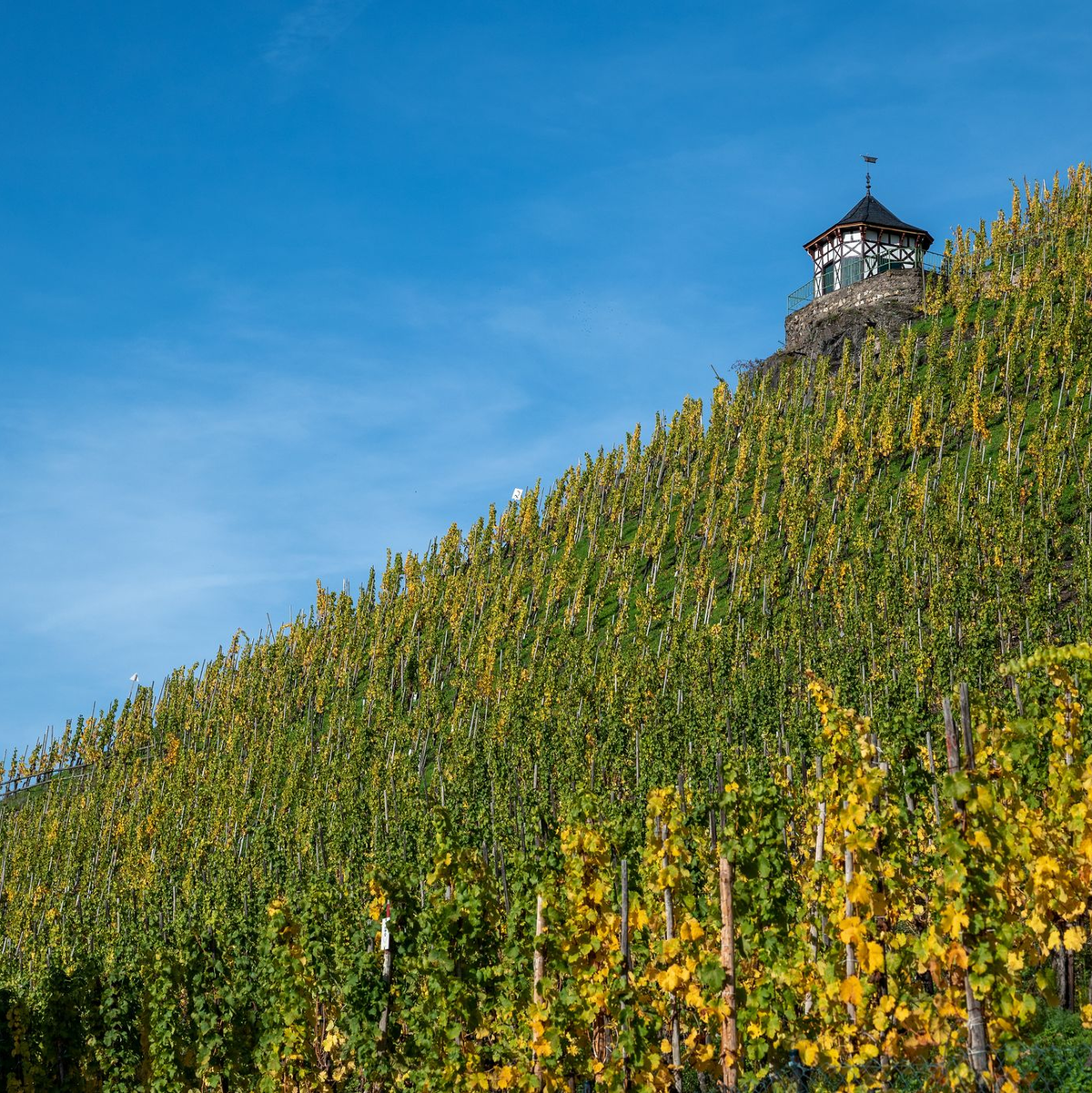 Die Grassroots-Kampagne Vitaevino verweist auf die Bedeutung von Wein als kulturelles Erbe und ländlicher Identität. (Archivbild) - Foto: Harald Tittel/dpa