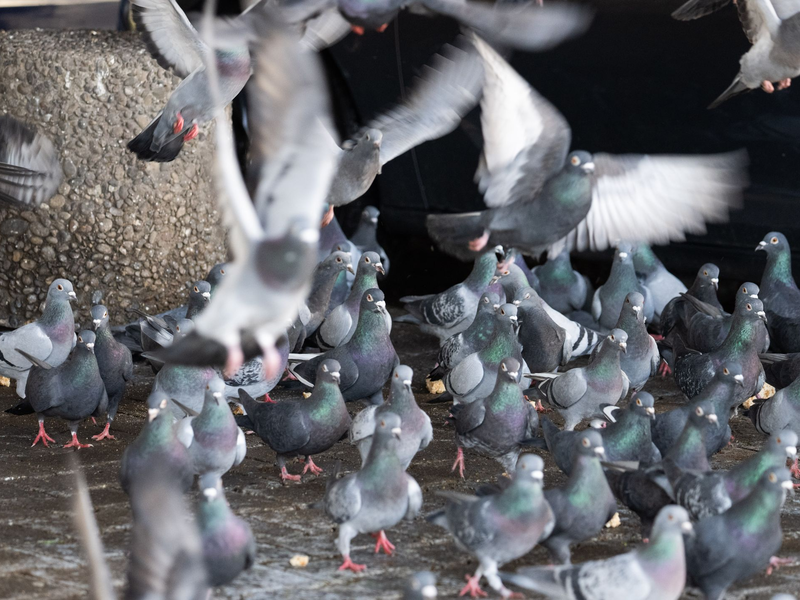 Ein Gut rettet 200 Tauben aus Limburg. (Archivfoto) - Foto: Boris Roessler/dpa