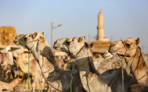 Auf dem Kamelmarkt in Giseh lässt sich der teils harte Umgang mit den Tieren beobachten. (Archivfoto) - Foto: Mahmoud Elkhwas/dpa