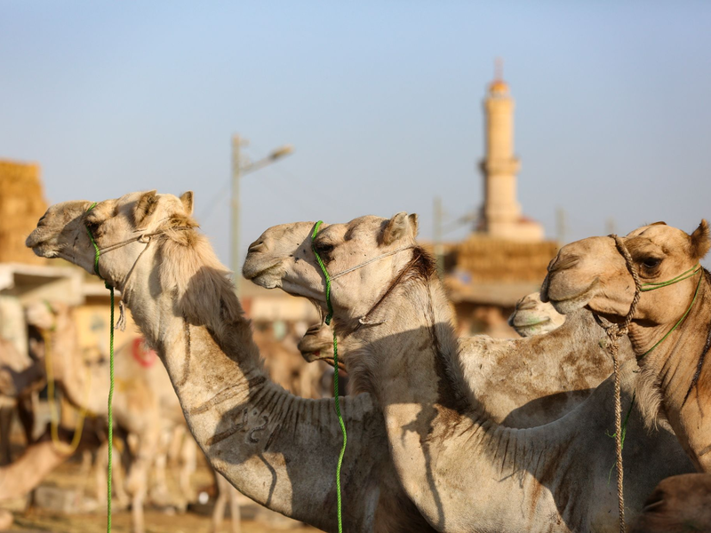 Auf dem Kamelmarkt in Giseh lässt sich der teils harte Umgang mit den Tieren beobachten. (Archivfoto) - Foto: Mahmoud Elkhwas/dpa