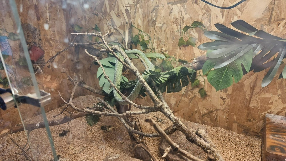 POL-KI: 241028.2 Preetz- Mitbewohnerin mit Biss - Unerlaubte Mamba schickt 29-Jährigen auf die Intensivstation - Foto: presseportal.de