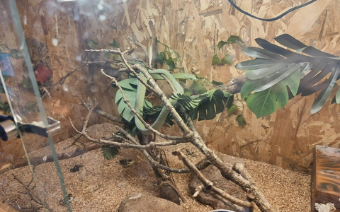 POL-KI: 241028.2 Preetz- Mitbewohnerin mit Biss - Unerlaubte Mamba schickt 29-Jährigen auf die Intensivstation - Foto: presseportal.de