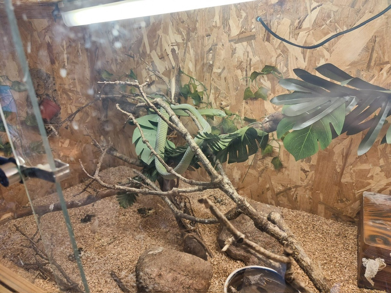 POL-KI: 241028.2 Preetz- Mitbewohnerin mit Biss - Unerlaubte Mamba schickt 29-Jährigen auf die Intensivstation - Foto: presseportal.de