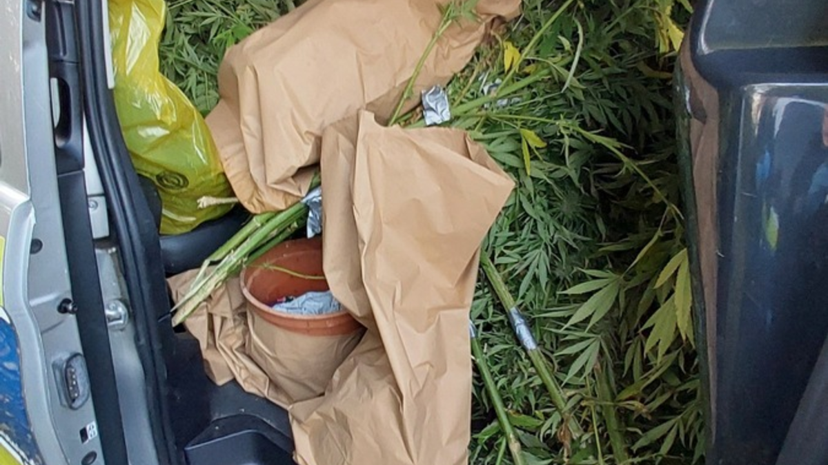 POL-NMS: 241028-2-pdnms Cannabis Ernte in Bönebüttel aufgeflogen - Foto: presseportal.de