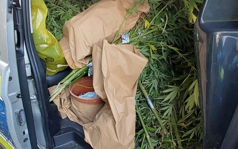POL-NMS: 241028-2-pdnms Cannabis Ernte in Bönebüttel aufgeflogen - Foto: presseportal.de