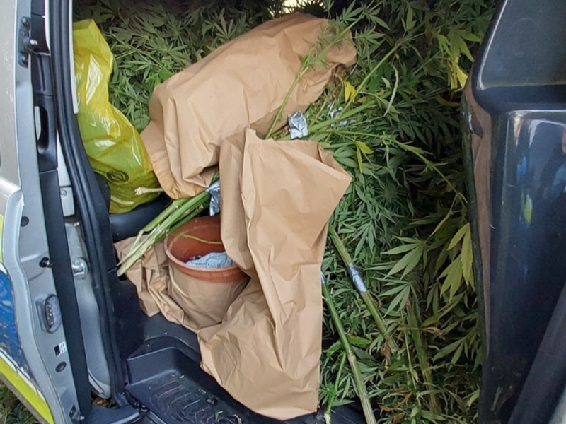 POL-NMS: 241028-2-pdnms Cannabis Ernte in Bönebüttel aufgeflogen - Foto: presseportal.de
