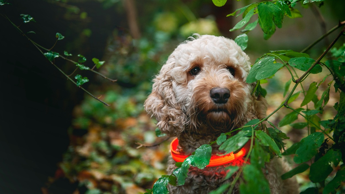 Gassi-Runden im Dunkeln - Nicht Jeder-Hunds Sache - Foto: presseportal.de