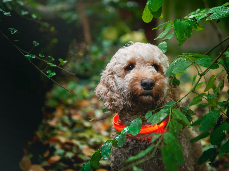 Gassi-Runden im Dunkeln - Nicht Jeder-Hunds Sache - Foto: presseportal.de