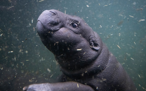 Mutter Debbie ist immer in der Nähe von Toni.  - Foto: Christophe Gateau/dpa