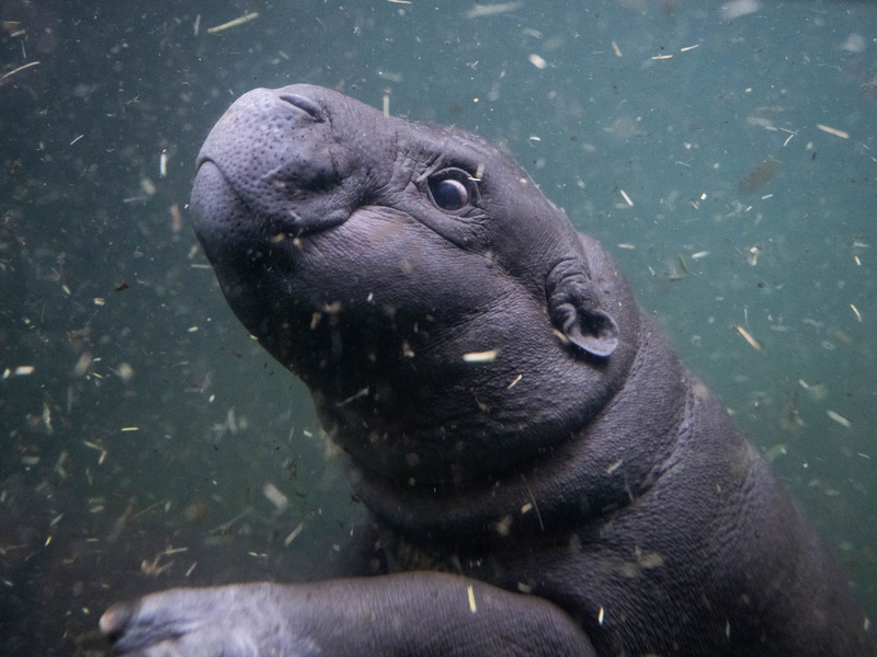 Mutter Debbie ist immer in der Nähe von Toni.  - Foto: Christophe Gateau/dpa