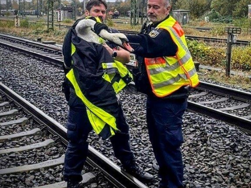 BPOL-KI: Bundespolizei - Schwan aus Gleisbereich gerettet - Foto: presseportal.de