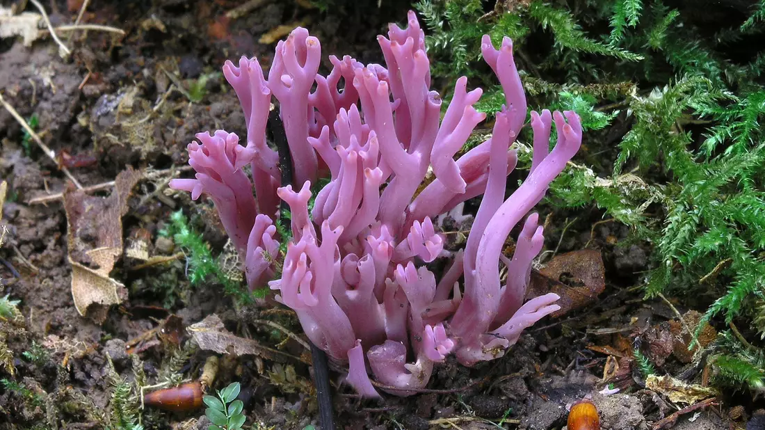 Die Amethystfarbene Wiesenkoralle ist hübsch anzusehen - essbar ist sie nicht.  - Bild: Matthias Theiss
