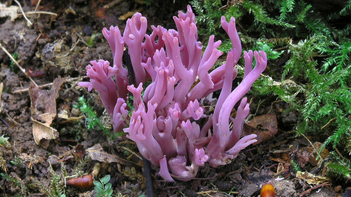 Die Amethystfarbene Wiesenkoralle ist hübsch anzusehen - essbar ist sie nicht.  - Foto: Matthias Theiss