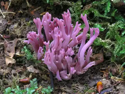 Die Amethystfarbene Wiesenkoralle ist hübsch anzusehen - essbar ist sie nicht.  - Foto: Matthias Theiss