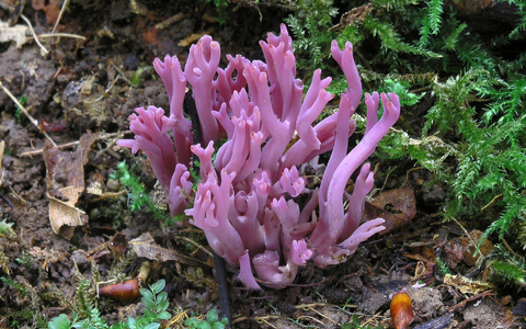 Die Amethystfarbene Wiesenkoralle ist hübsch anzusehen - essbar ist sie nicht.  - Foto: Matthias Theiss