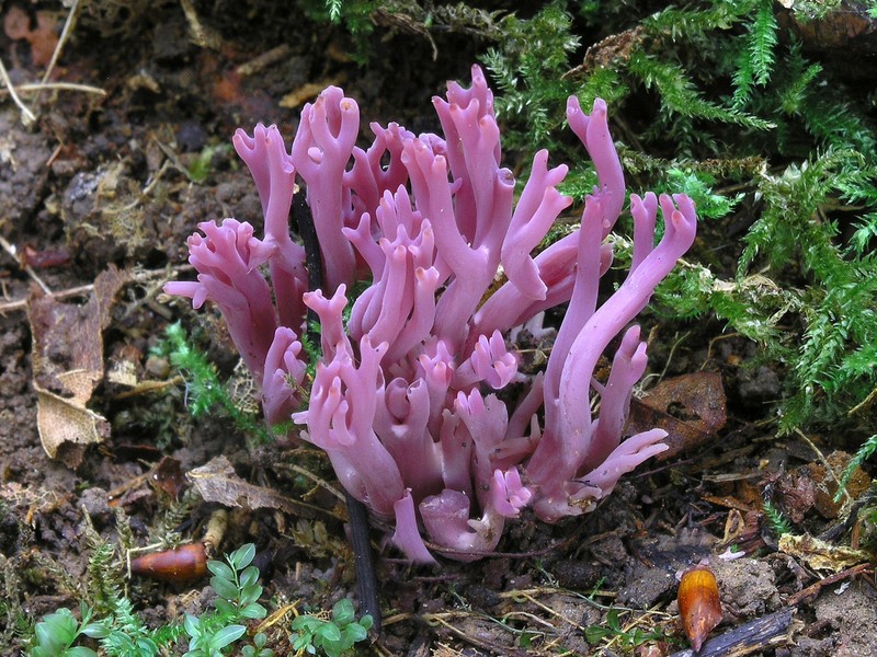 Die Amethystfarbene Wiesenkoralle ist hübsch anzusehen - essbar ist sie nicht.  - Foto: Matthias Theiss