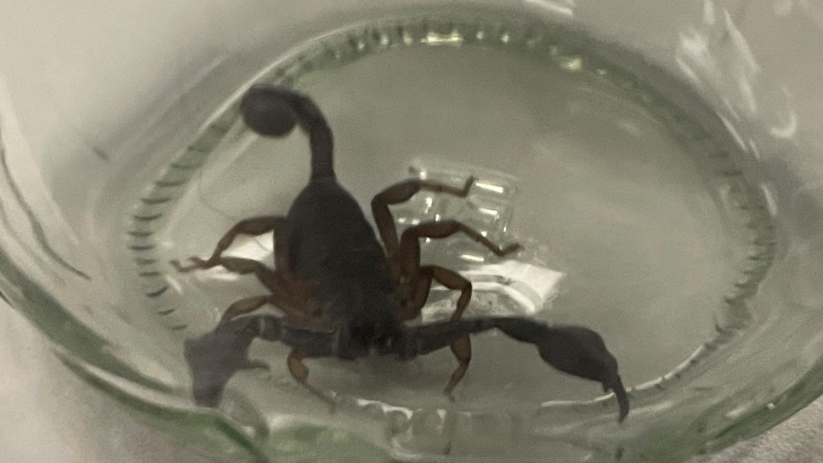 POL-MA: Eberbach/Rhein-Neckar-Kreis: Ungewöhnliche Supermarktzugabe nach Bananeneinkauf - Foto: presseportal.de