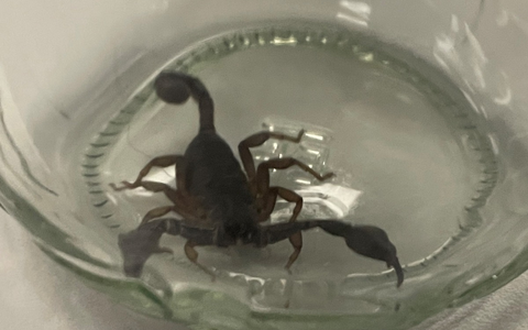 POL-MA: Eberbach/Rhein-Neckar-Kreis: Ungewöhnliche Supermarktzugabe nach Bananeneinkauf - Foto: presseportal.de