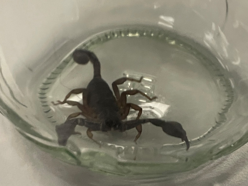 POL-MA: Eberbach/Rhein-Neckar-Kreis: Ungewöhnliche Supermarktzugabe nach Bananeneinkauf - Foto: presseportal.de