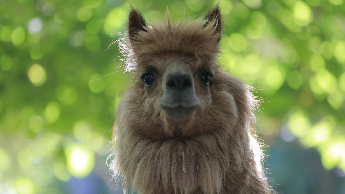 Alpakas sind flauschig, beliebt - und potenzielle Träger von Erregern. (Archivbild) - Foto: Matthias Bein/dpa